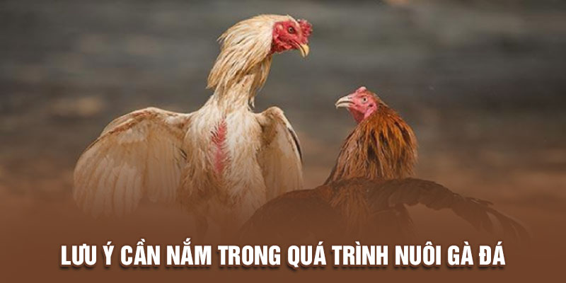 Lưu ý cần nắm trong quá trình nuôi gà đá